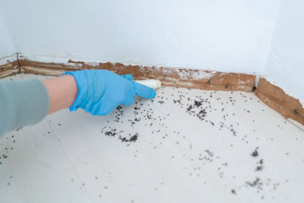 Best Termite Control Services  in County Center, VA